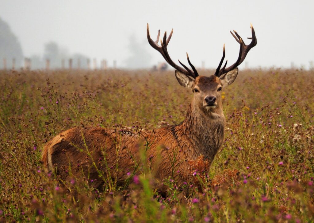 Hirsch im Feld