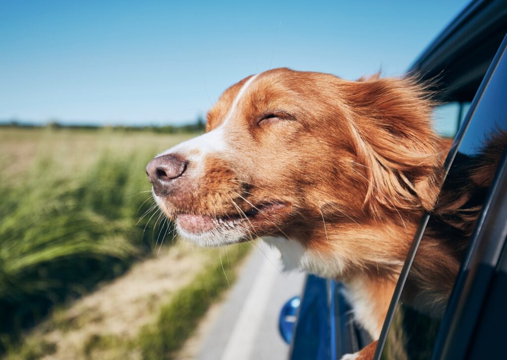 Hund schaut aus dem Autofenster.